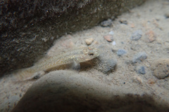 Rhinogobius rubromaculatus