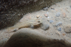 Rhinogobius rubromaculatus