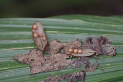 Belonocnema fossoria