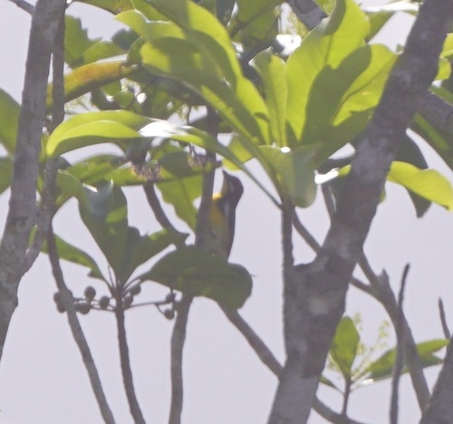 Palawan Flowerpecker (Prionochilus plateni), photo 3