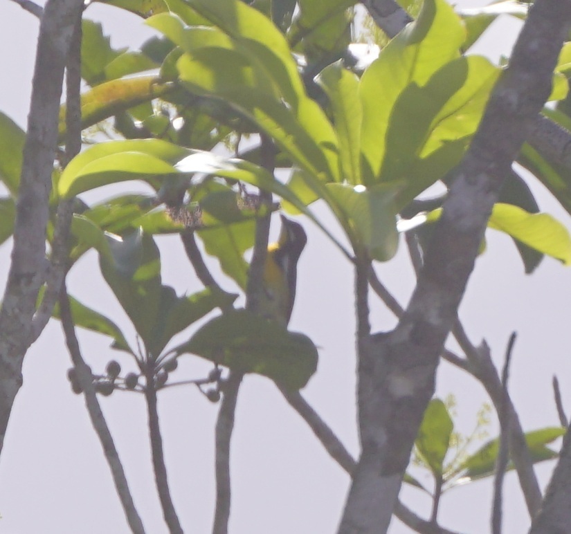 Palawan Flowerpecker (Prionochilus plateni), photo 3