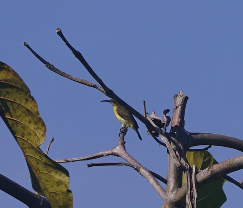 Palawan Sunbird (Cinnyris aurora), photo 4