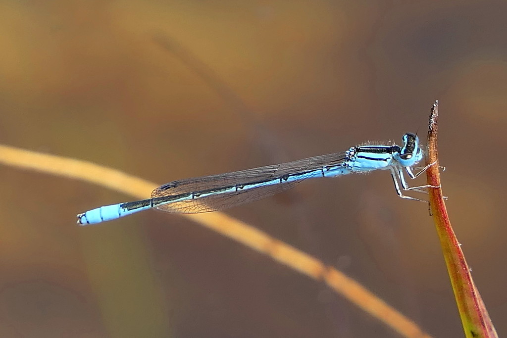 Swamp Bluet