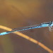 Swamp Bluet - Photo (c) sharon stanton, some rights reserved (CC BY-NC), uploaded by sharon stanton
