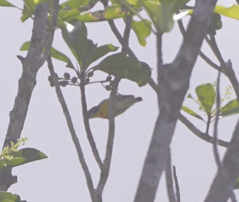 Palawan Flowerpecker (Prionochilus plateni), photo 4