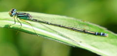 Enallagma antennatum