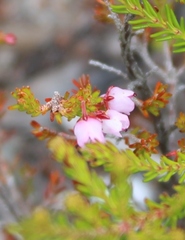 Erica curvirostris