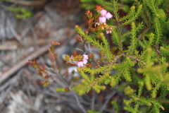 Erica curvirostris