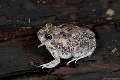 Tomopterna krugerensis