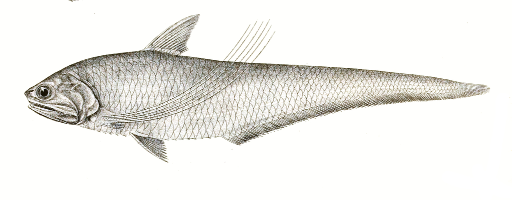 Ramcarat Grenadier Anchovy