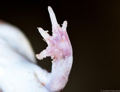 Tomopterna krugerensis