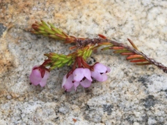 Erica curvirostris