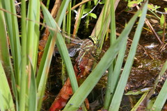 Zosteraeschna minuscula