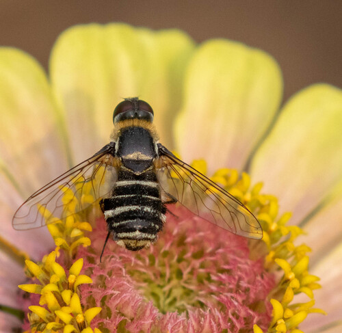 Unknown species found near Manito, Spokane, WA, USA