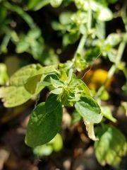 Dicliptera brachiata