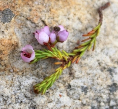 Erica curvirostris