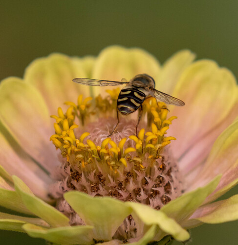 Unknown species found near Manito, Spokane, WA, USA