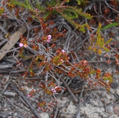 Erica curvirostris