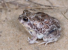 Tomopterna krugerensis