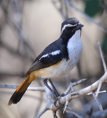 White-Throated Robin-Chat photo 2