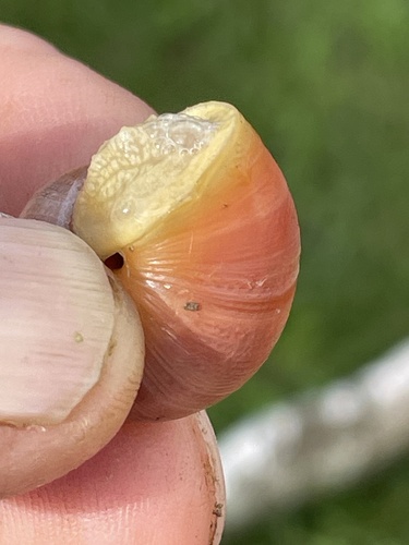 Cepaea