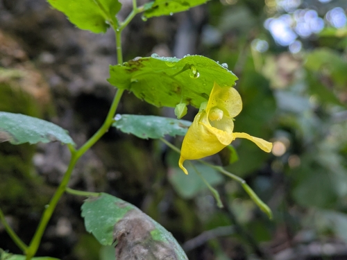 Pale Jewelweed