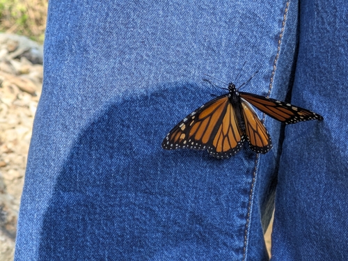 Monarch Butterfly