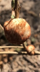 Striatoandricus aciculatus