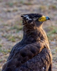 Crested Serpent Eagle photo 4