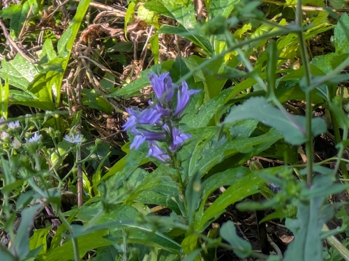 great blue lobelia