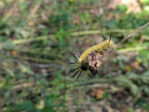 Banded Tussock Moth