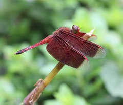 Neurothemis terminata