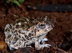 Tomopterna krugerensis