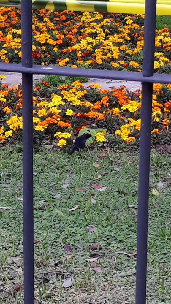 Southern Scrub Blackbird