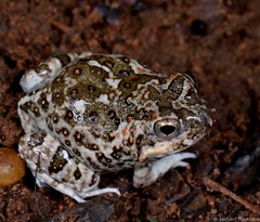 Tomopterna krugerensis