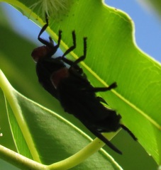 Bromophila caffra