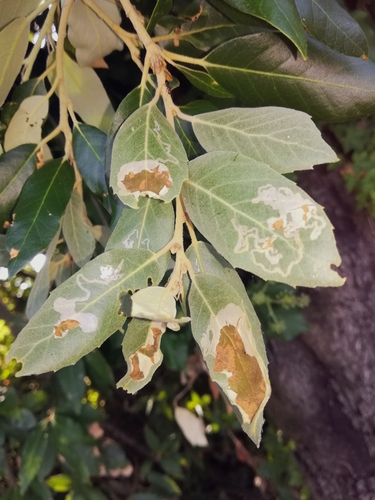 Brown Oak Slender