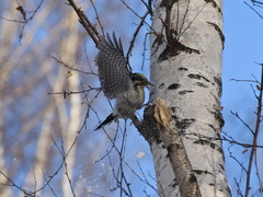 Picoides tridactylus