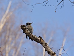 Picoides tridactylus