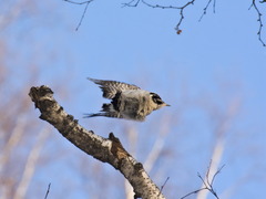 Picoides tridactylus