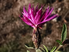 Centaurea paniculata