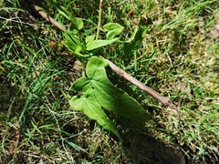 Rumex abyssinicus