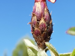 Centaurea paniculata