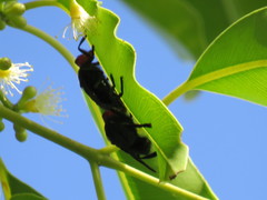 Bromophila caffra