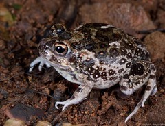 Tomopterna krugerensis