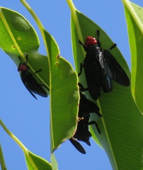 Bromophila caffra