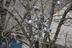 Columba livia domestica