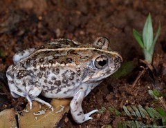 Tomopterna krugerensis