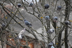 Columba livia domestica