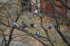 Columba livia domestica